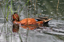 Cinnamon Teal